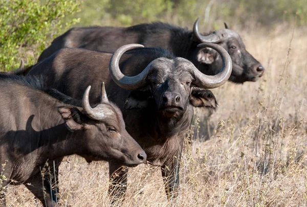 Toro salvaje de búfalo africano — Foto de Stock