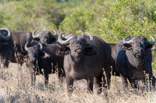 野生のアフリカ水牛牛 — ストック写真