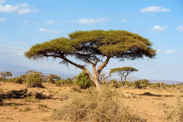 誰もアフリカの木のある風景します。 — ストック写真