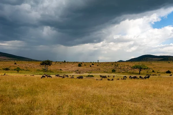 ケニアの国立公園のサバンナ風景 — ストック写真