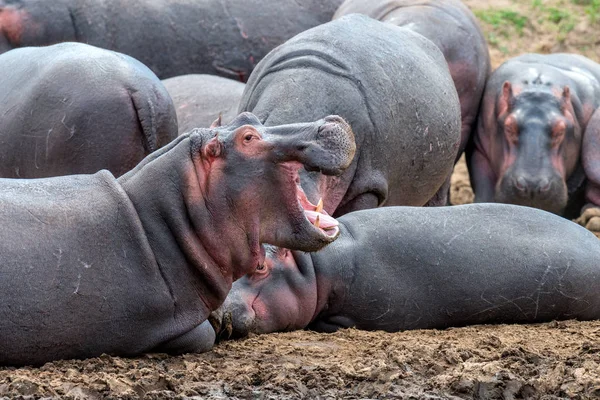 Hipopotam (Hippopotamus amphibius) — Zdjęcie stockowe
