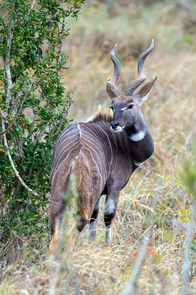 Большой Куду (Tragelaphus strepsiceros ) — стоковое фото