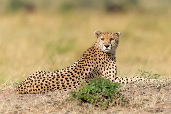 Dzikich afrykańskich gepard — Zdjęcie stockowe