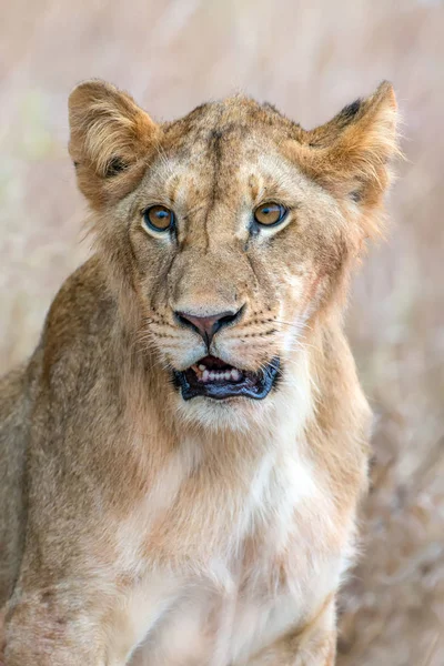 Aslan Kenya Milli Parkı — Stok fotoğraf