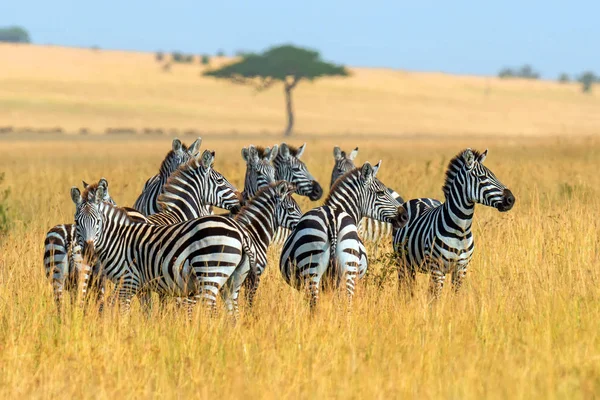 Zebra na loukách v Africe — Stock fotografie