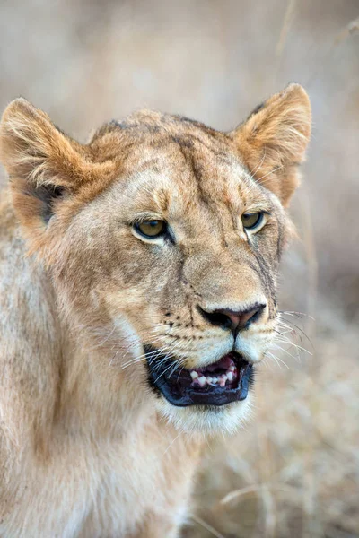 Leão no parque nacional do Quênia — Fotografia de Stock