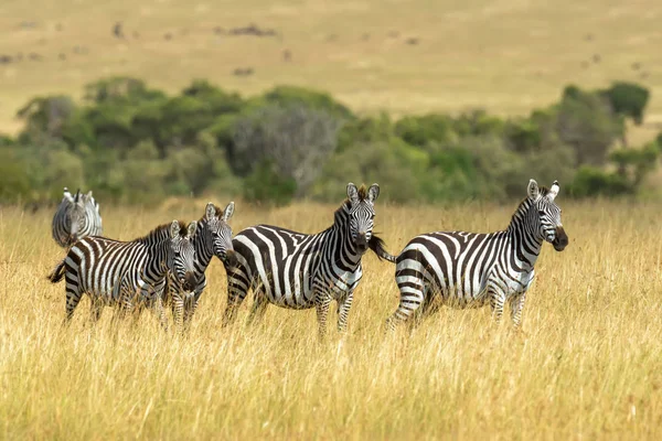 Zebra på gräsmark i Afrika — Stockfoto