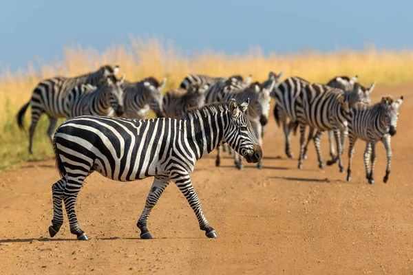 Cebra en pastizales en África — Foto de Stock