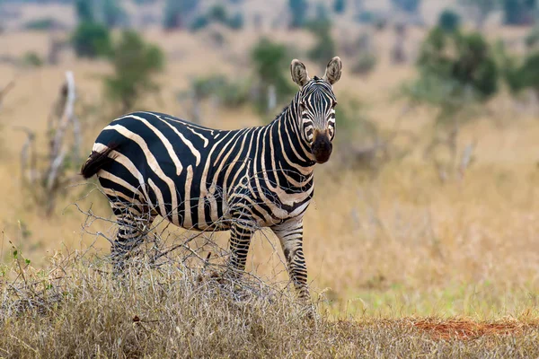 Zebra på gräsmark i Afrika — Stockfoto