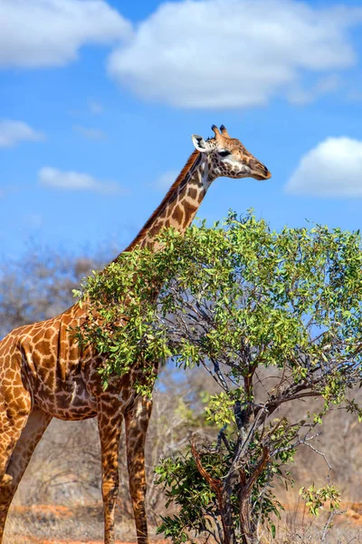 Jirafa en el Parque Nacional de Kenia — Foto de Stock