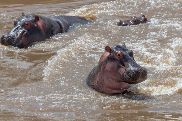 Hipopótamo (Hippopotamus amphibius) en el río —  Fotos de Stock