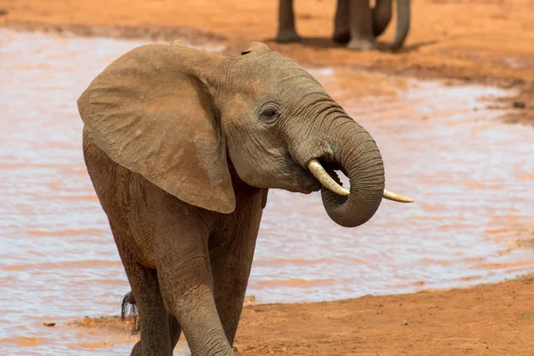 Elefante na água. Parque Nacional do Quênia — Fotografia de Stock