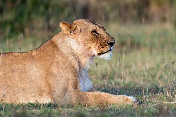 Lion in National park of Kenya — Stock Photo, Image