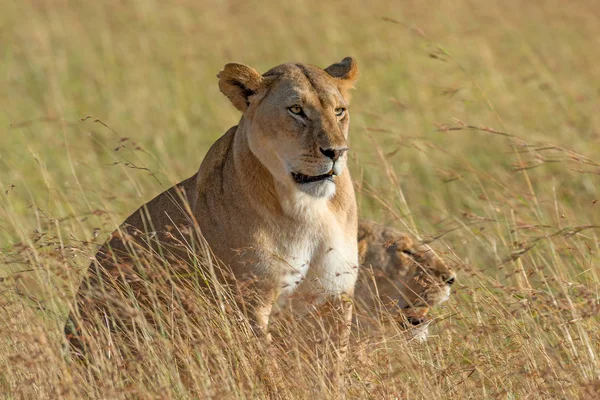 Aslan Kenya Milli Parkı — Stok fotoğraf
