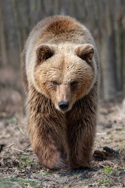 Gran oso pardo en el bosque — Foto de Stock