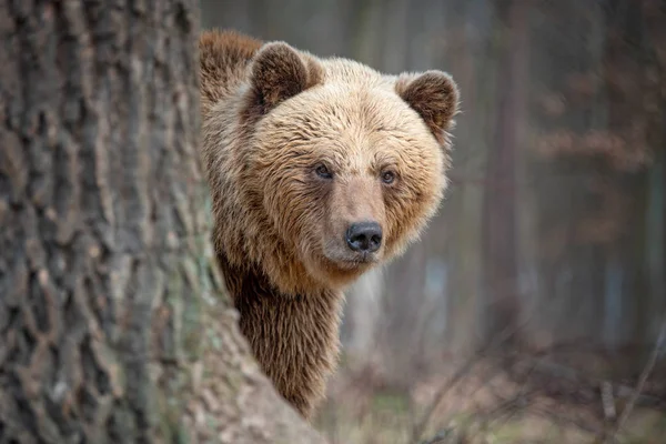 Gran oso pardo en el bosque —  Fotos de Stock