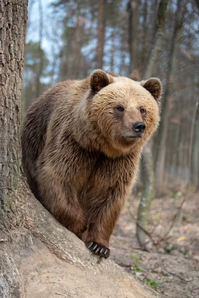 Velký medvěd hnědý v lese — Stock fotografie