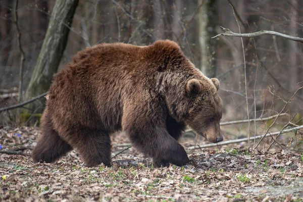 Grande urso marrom na floresta — Fotografia de Stock