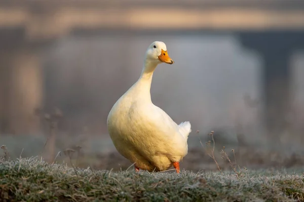 White duck on wet green grass animal farm in a village