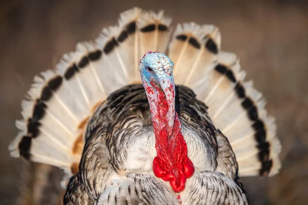 Pavo polla en hierba en pueblo patio —  Fotos de Stock