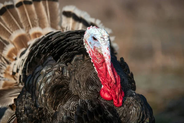 Pavo polla en hierba en pueblo patio —  Fotos de Stock