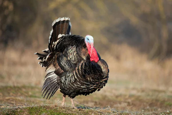 Turkey cock on grass at village courtyard — Stock Photo, Image