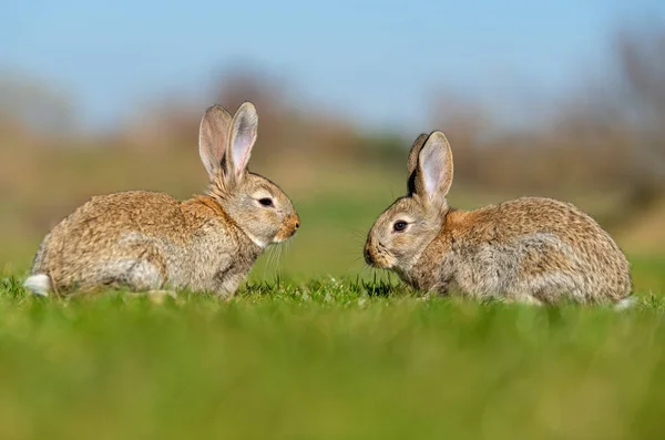 Konijn Haas terwijl in gras — Stockfoto