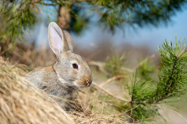 Kanin hare medan i gräs — Stockfoto