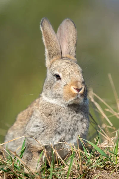 Hasen im Gras — Stockfoto