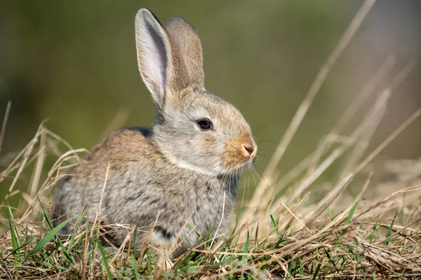 Заяц-кролик в траве — стоковое фото
