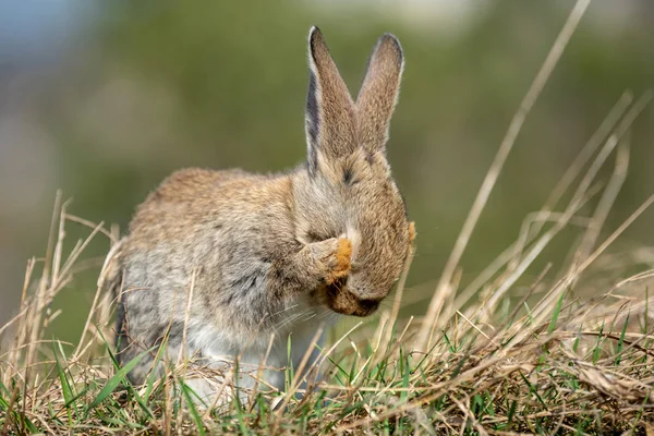 Liebre de conejo mientras está en la hierba — Foto de Stock