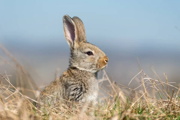 Liebre de conejo mientras está en la hierba — Foto de Stock