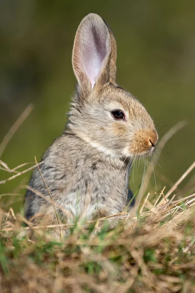 Kanin hare medan i gräs — Stockfoto