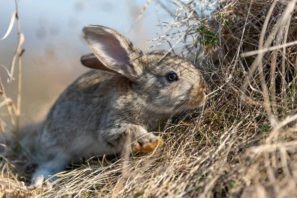 Kanin hare medan i gräs — Stockfoto