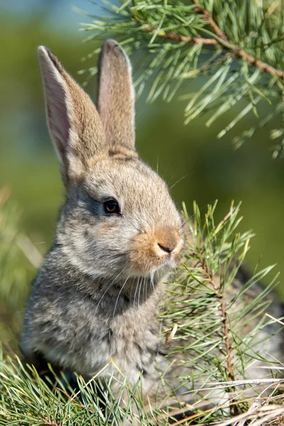 ウサギ ウサギの草の中 — ストック写真