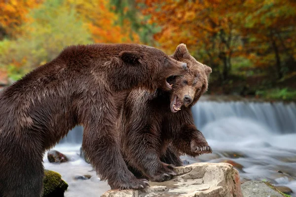 Dwa duże niedźwiedzie brunatne, stojąc na kamień — Zdjęcie stockowe