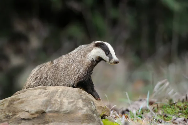 Badger diatas batu di hutan musim semi — Stok Foto