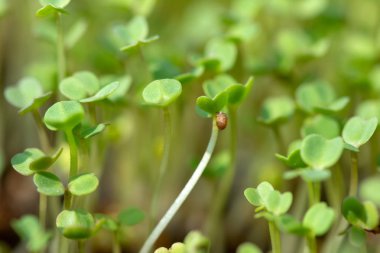 Microgreen lahanası ham lahanası