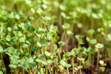 Microgreen lahanası ham lahanası