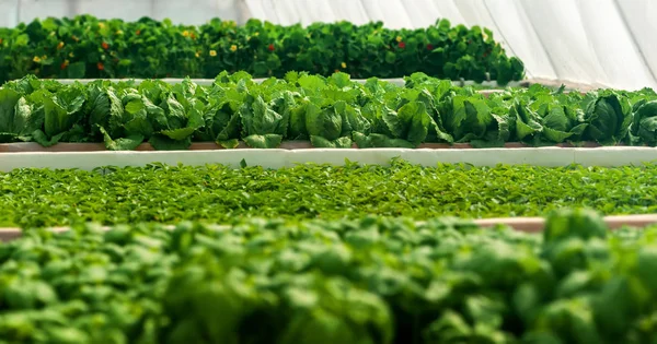 Organic hydroponic vegetable cultivation farm