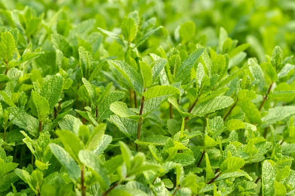 Planta de hortelã crescer na horta — Fotografia de Stock