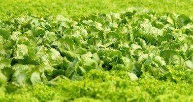 Organik hidroponik sebze yetiştirme çiftliği