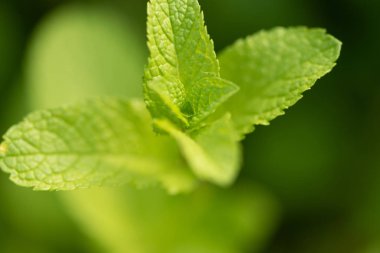 Nane bitkisi sebze bahçesinde yetişir.