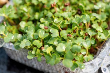 Microgreen lahanası ham lahanası