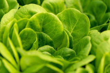 Mısır salatası, yeşil marul arka plan yaprakları