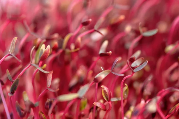 Makro Rotes Amaranth Mikrogemüse Das Boden Angebaut Wird — Stockfoto