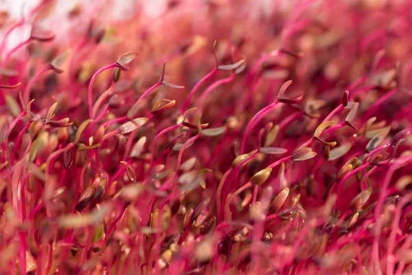 Makro Rotes Amaranth Mikrogemüse Das Boden Angebaut Wird — Stockfoto