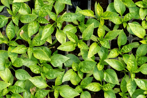 Estufa crescente mudas de plantas jovens pimenta — Fotografia de Stock