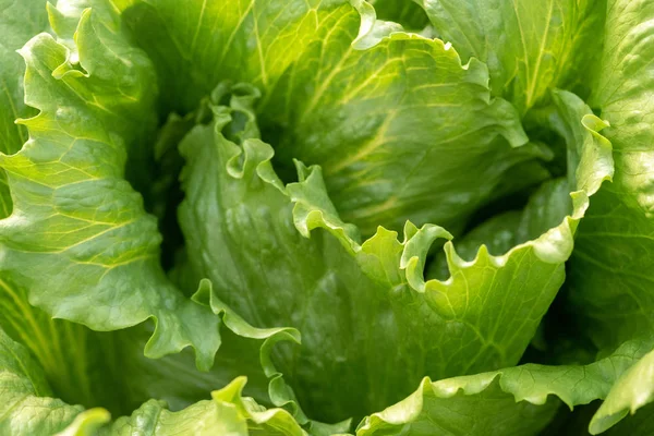 Organic hydroponic vegetable cultivation farm — Stock Photo, Image