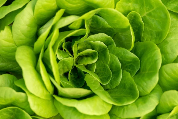 Corn salad, green lettuce leaves background — Stock Photo, Image